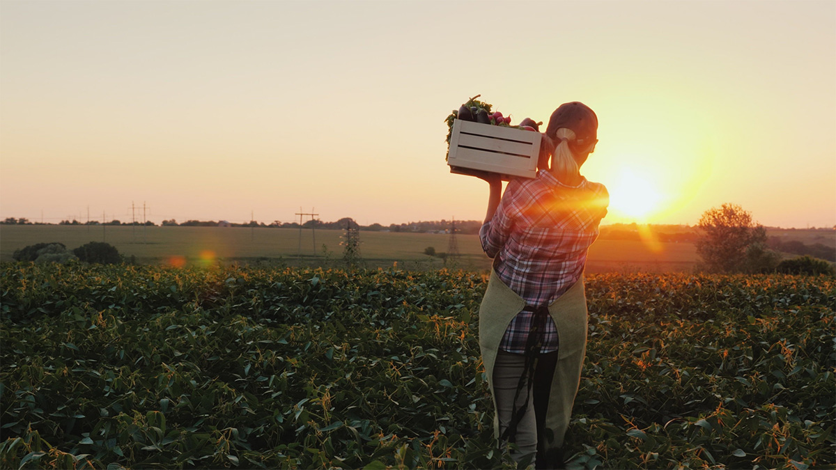 A woman standing in a field at sunrise, carrying a box of vegetables on her shoulder